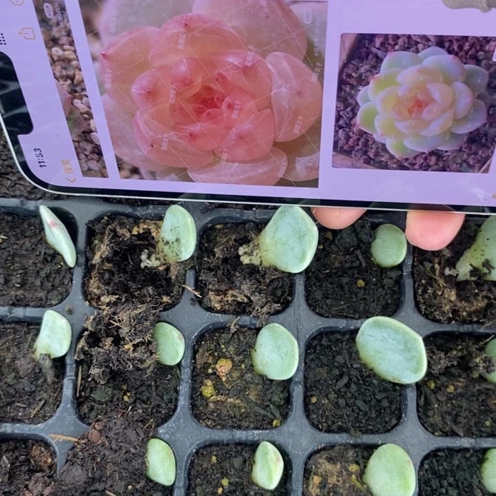 穴盘圆圆拍1芽苗一个多肉