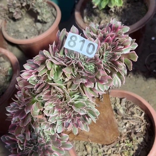 吃***云多肉植物一个女巫810