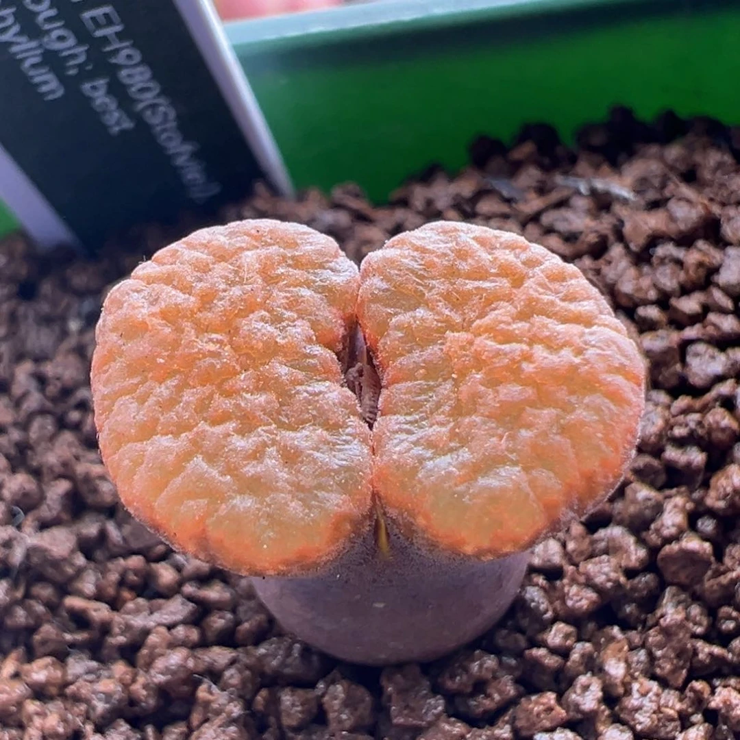 667. 青蛙种源eh980超级蛋糕