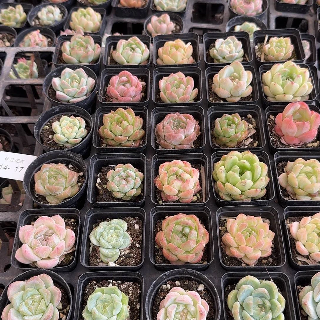 14-17多肉杂交珍妮两颗量拍