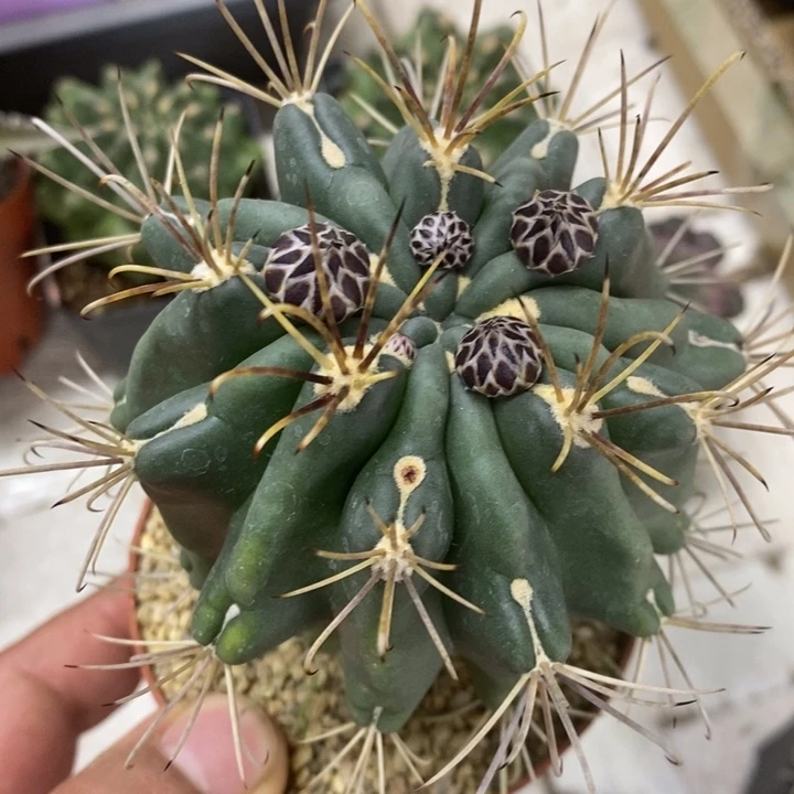 实生黑罗莎特价福利