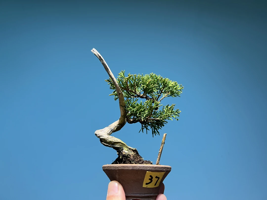日本原盆进口系鱼川真柏