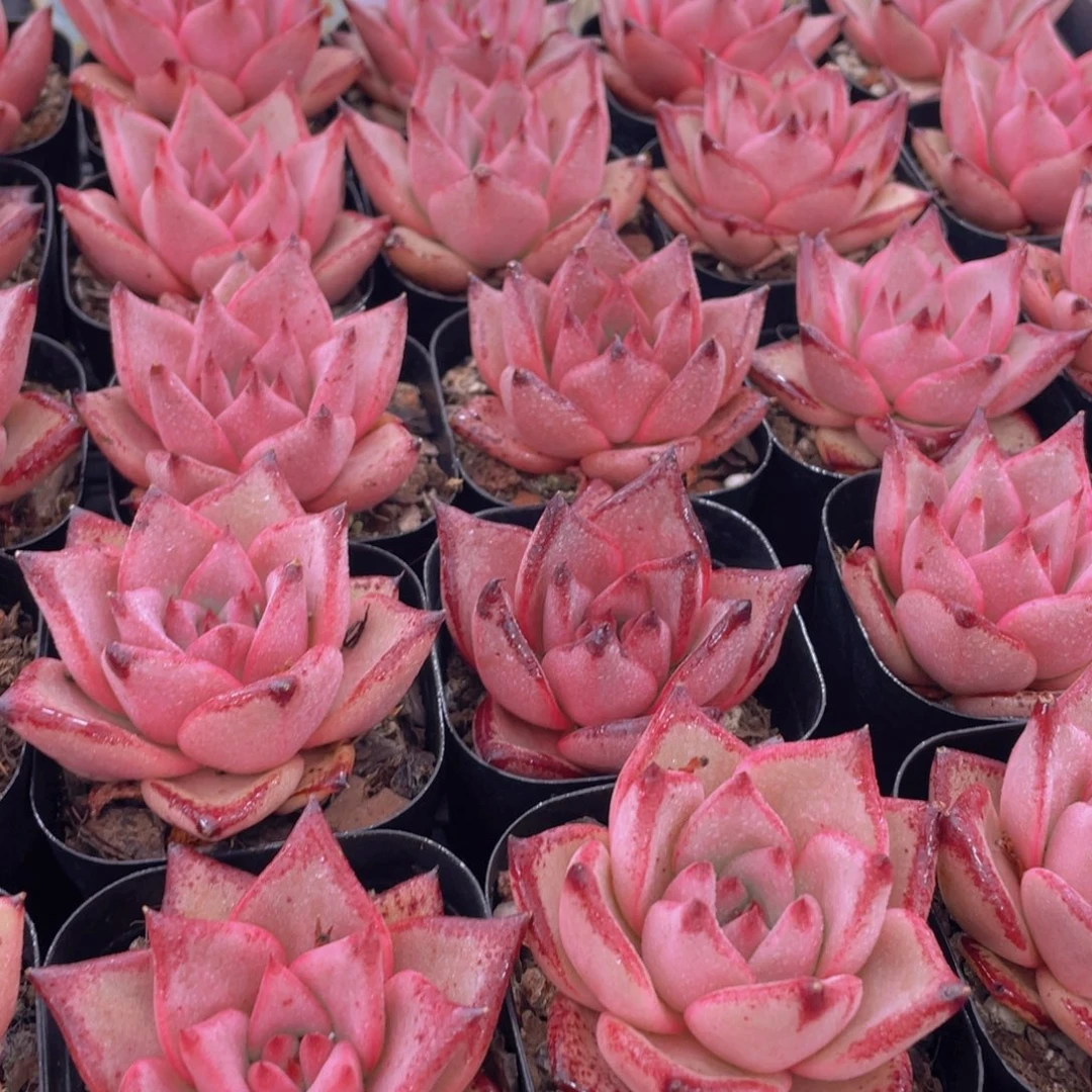 量拍33号 罗密欧金牛座单头一个