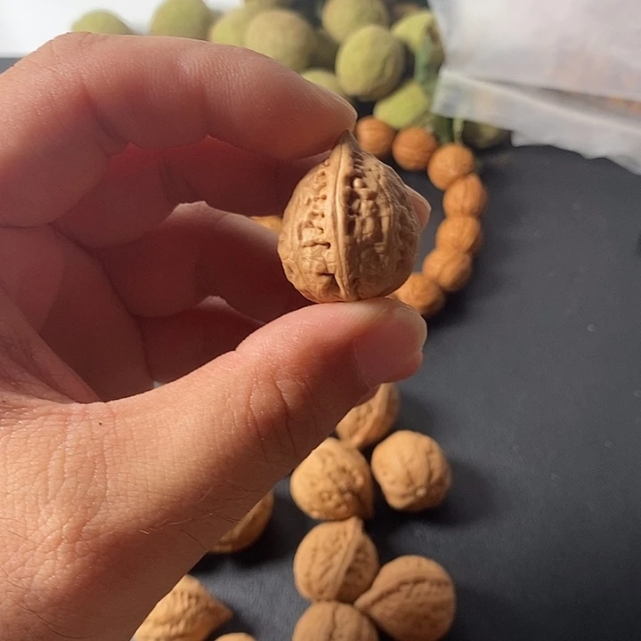 核桃手串/手链21mn金鱼肚