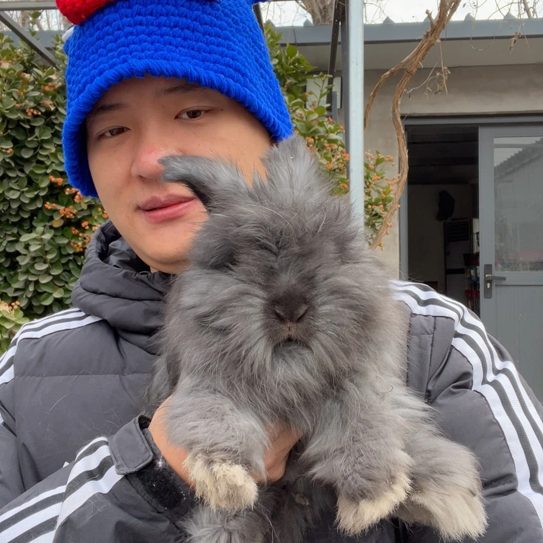 宠物兔英系安哥拉兔