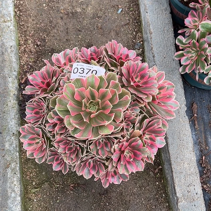 0370女妖多肉植物