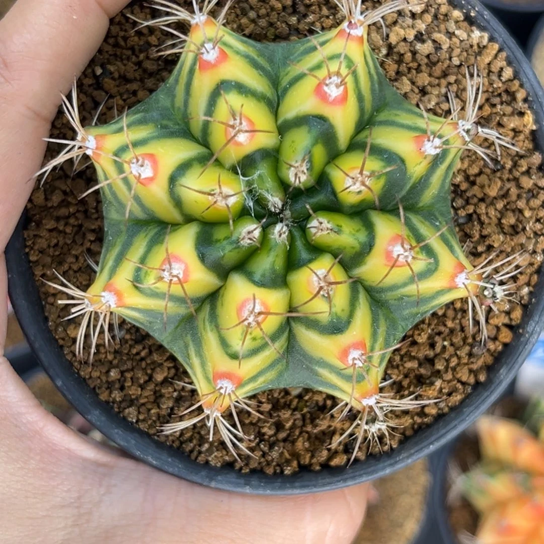 侧芽花田一物一拍