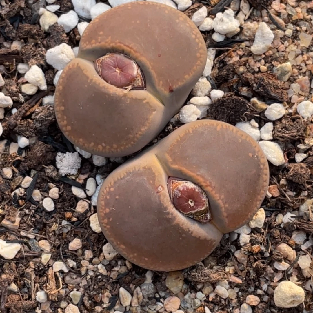 非偏远满20包邮178