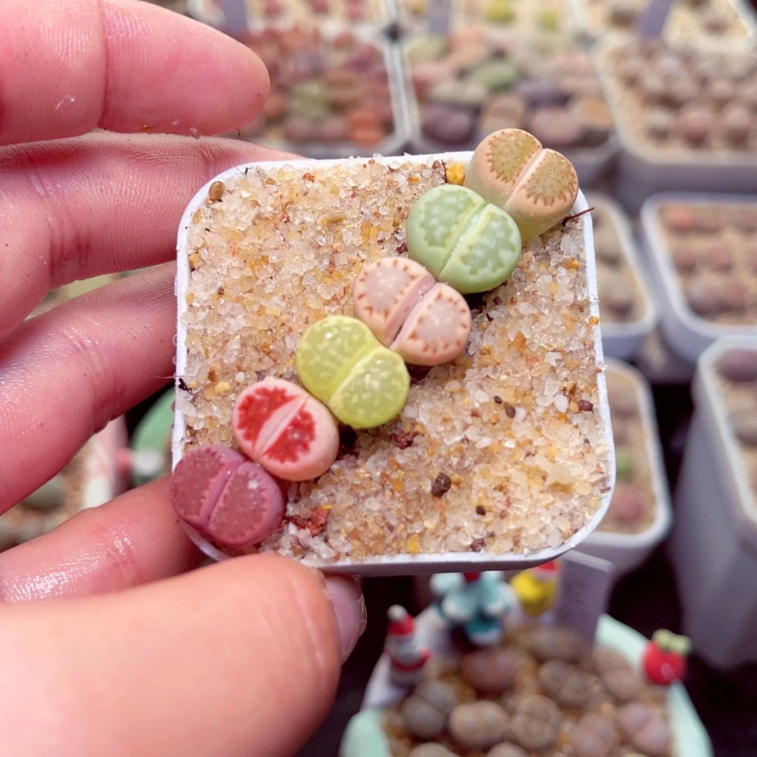 35号带盆盆包邮发货