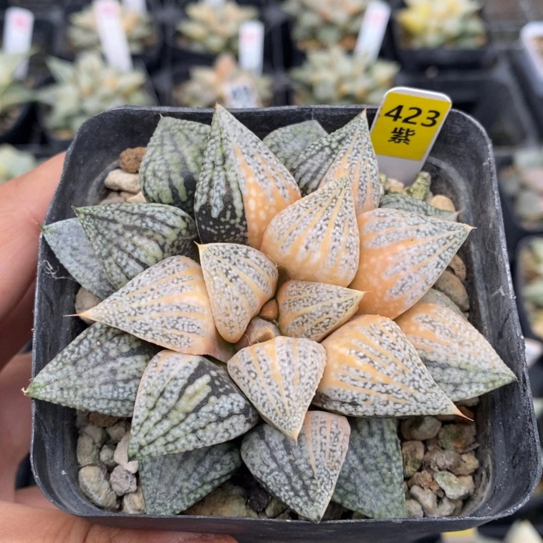 423号实生糊斑白银