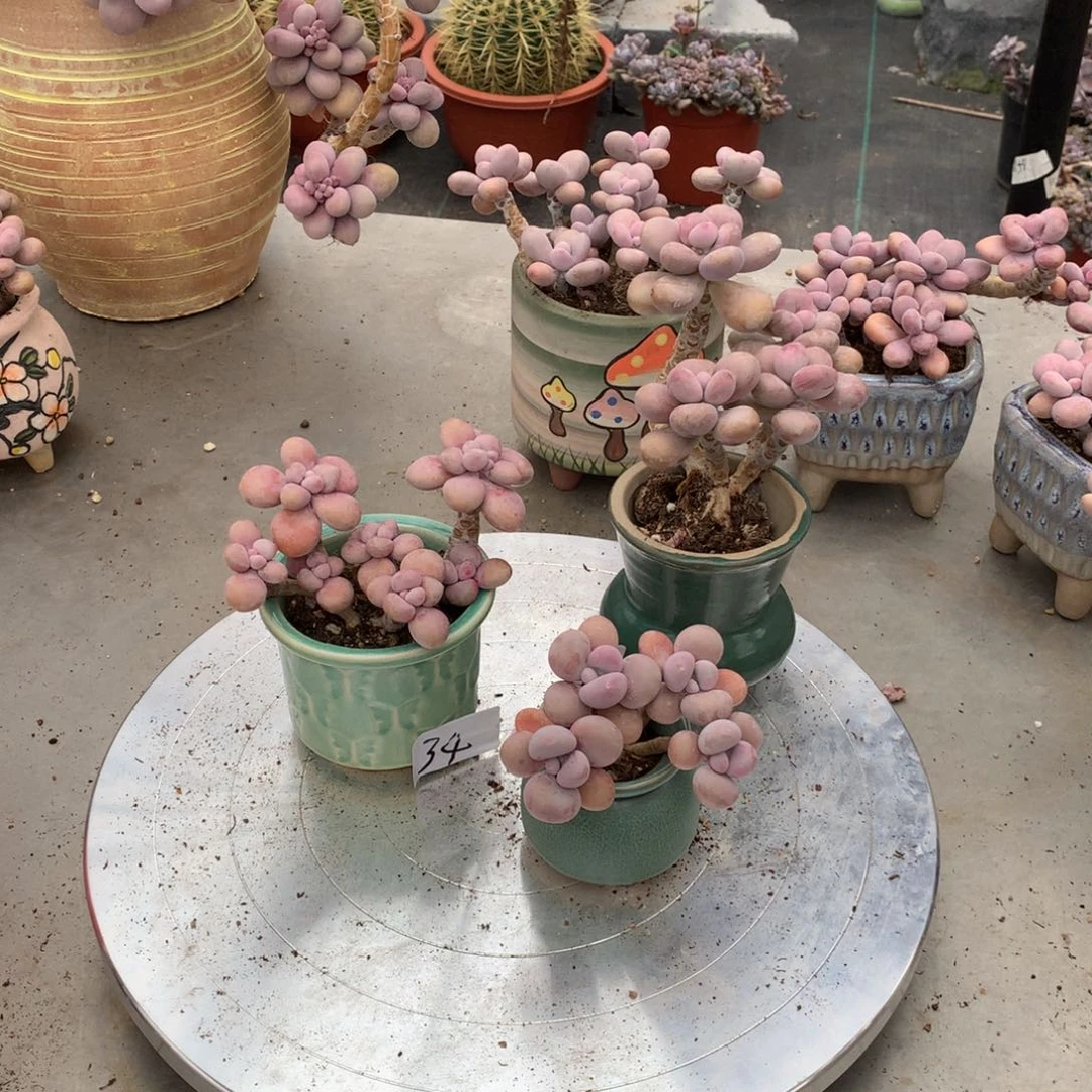 山*桃蛋老桩60号3颗带盆