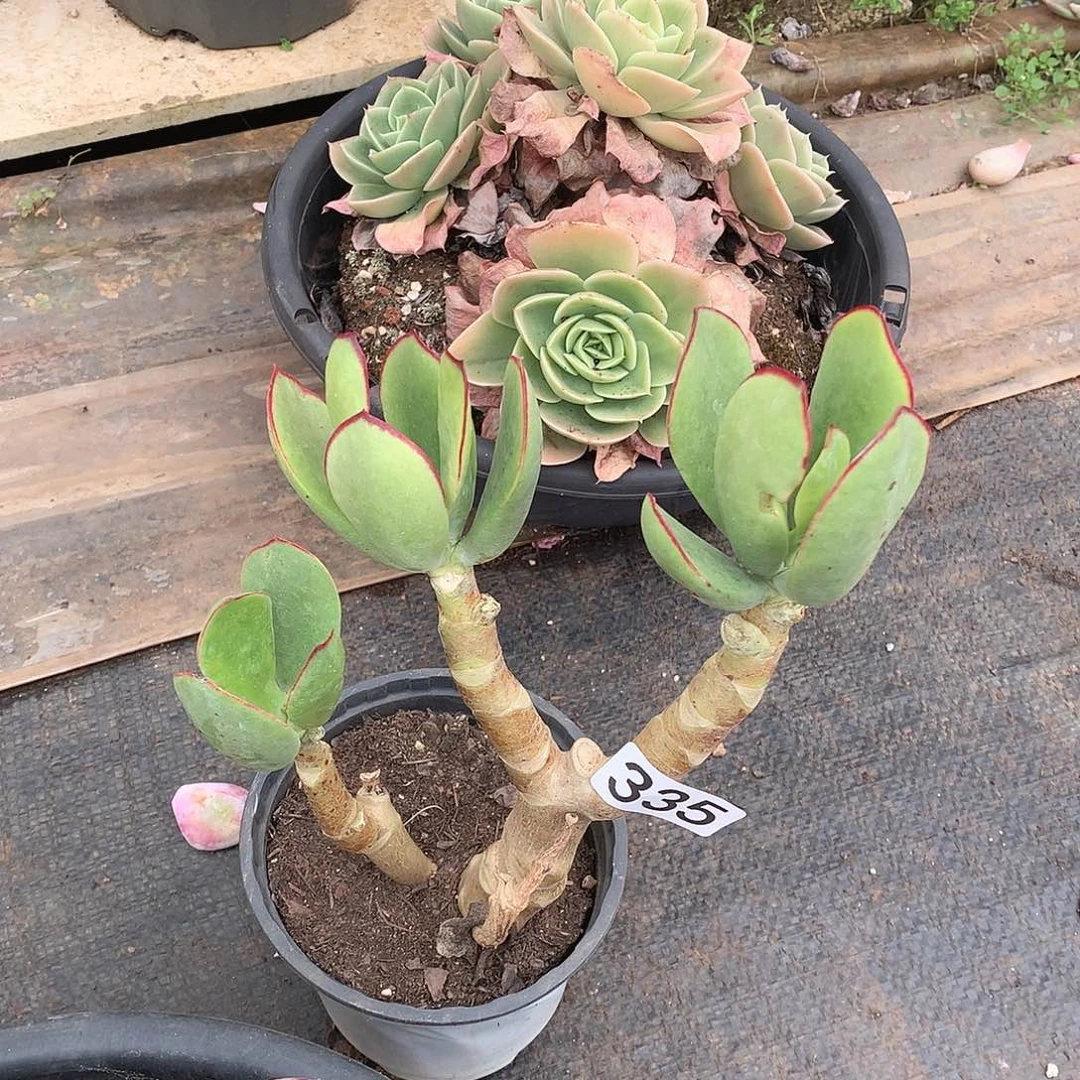 335青梅一物一拍多肉