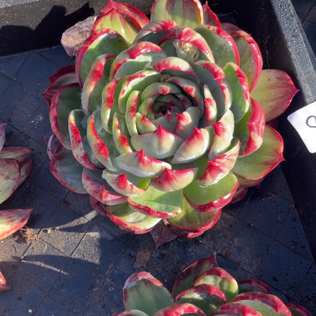 惊鸿仙子冠服19左右