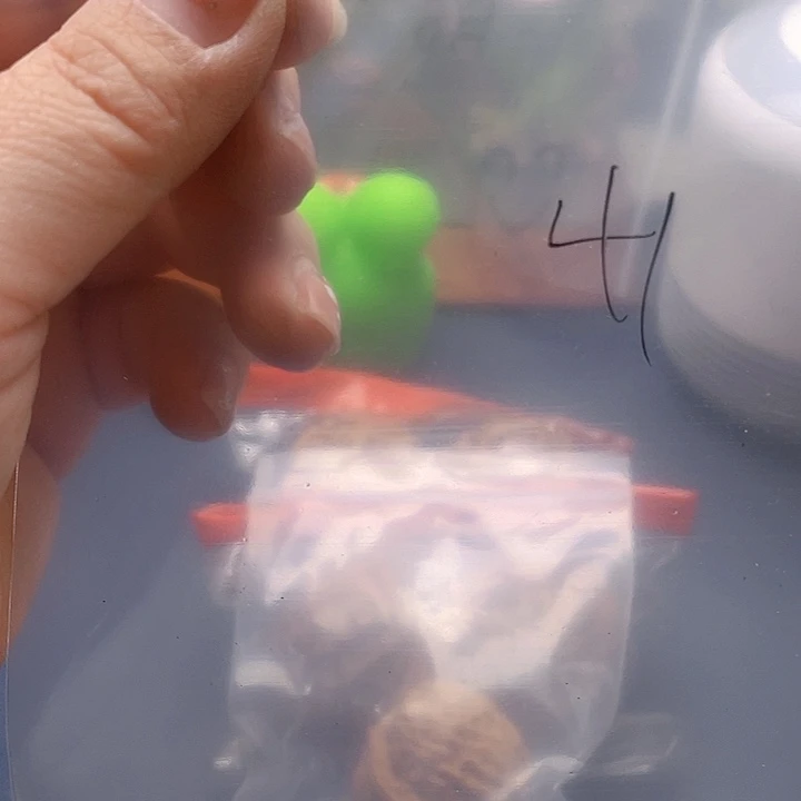 文玩核桃吊坠文玩41