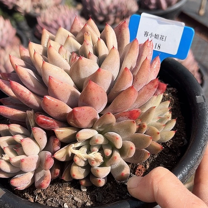 18.18圣美人一个脱土