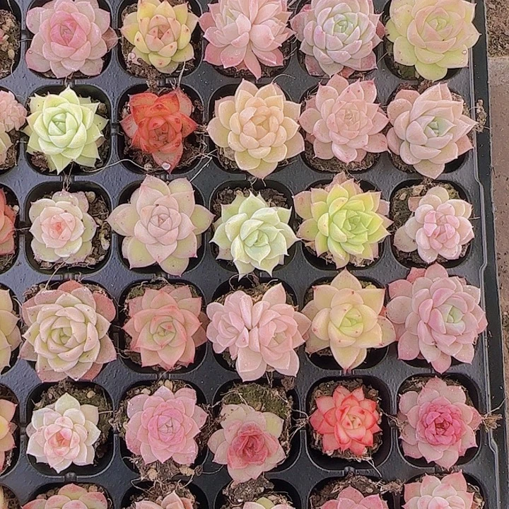 直播一物一拍多肉21