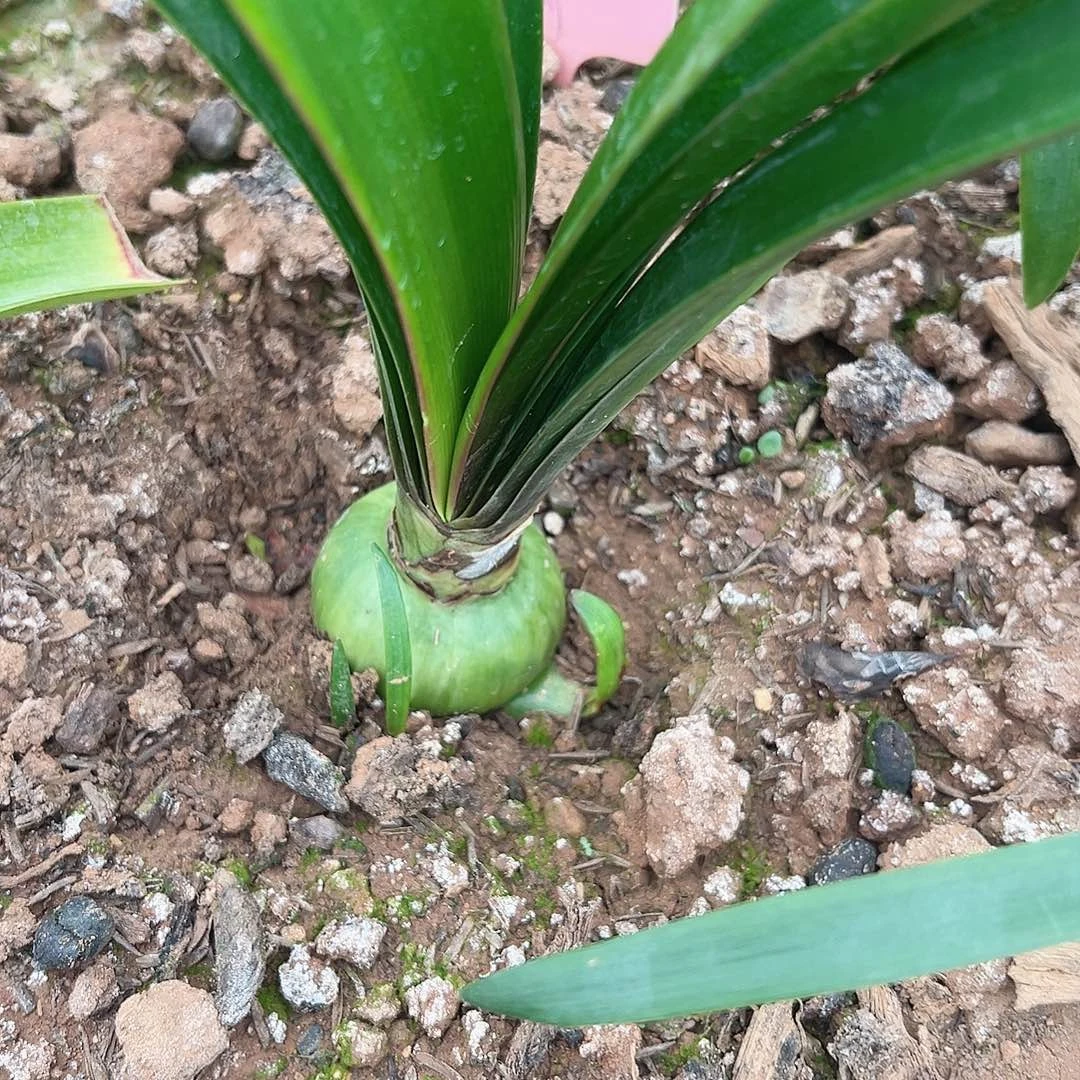 完全开放尼罗河女儿4.5，包对版不包后期养护。