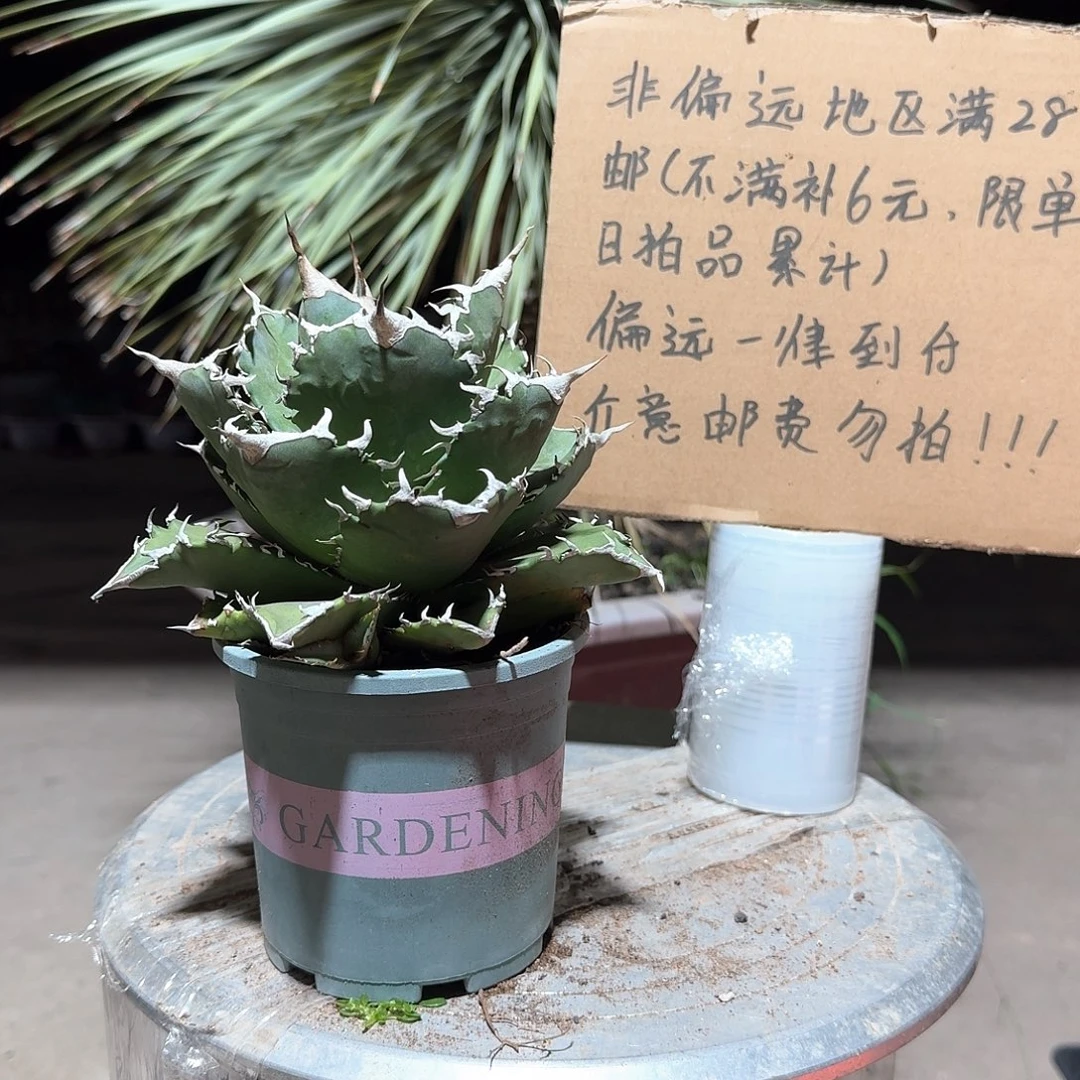 完全开放夕映仁王冠龙舌兰