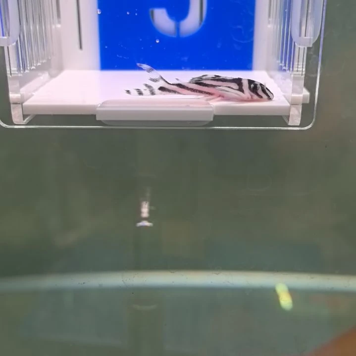 清道夫5 号，熊猫异形 46，4.1cm，全品，包邮包损