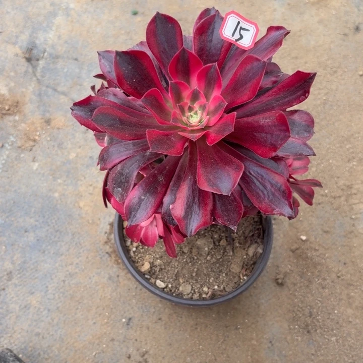 一物一拍多肉美杜莎15