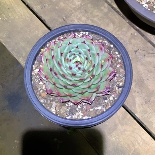 张*然美肉特价活动开始啦