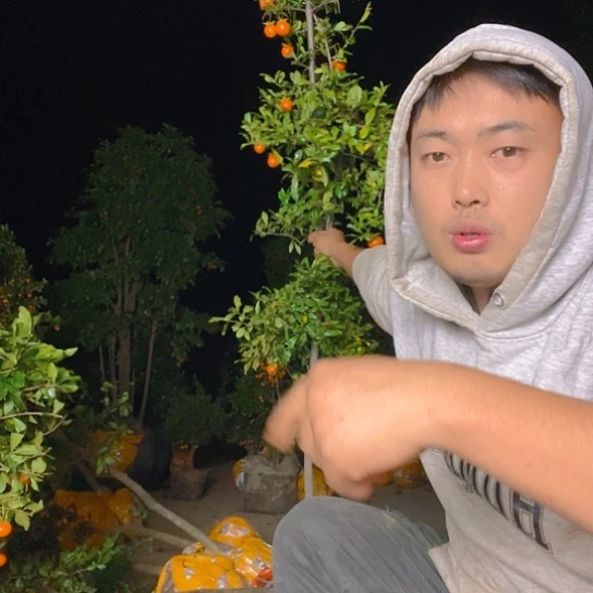 无花朵金弹子庭院选手品种