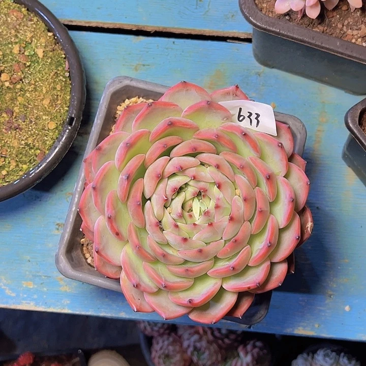 G****磊633/////////////