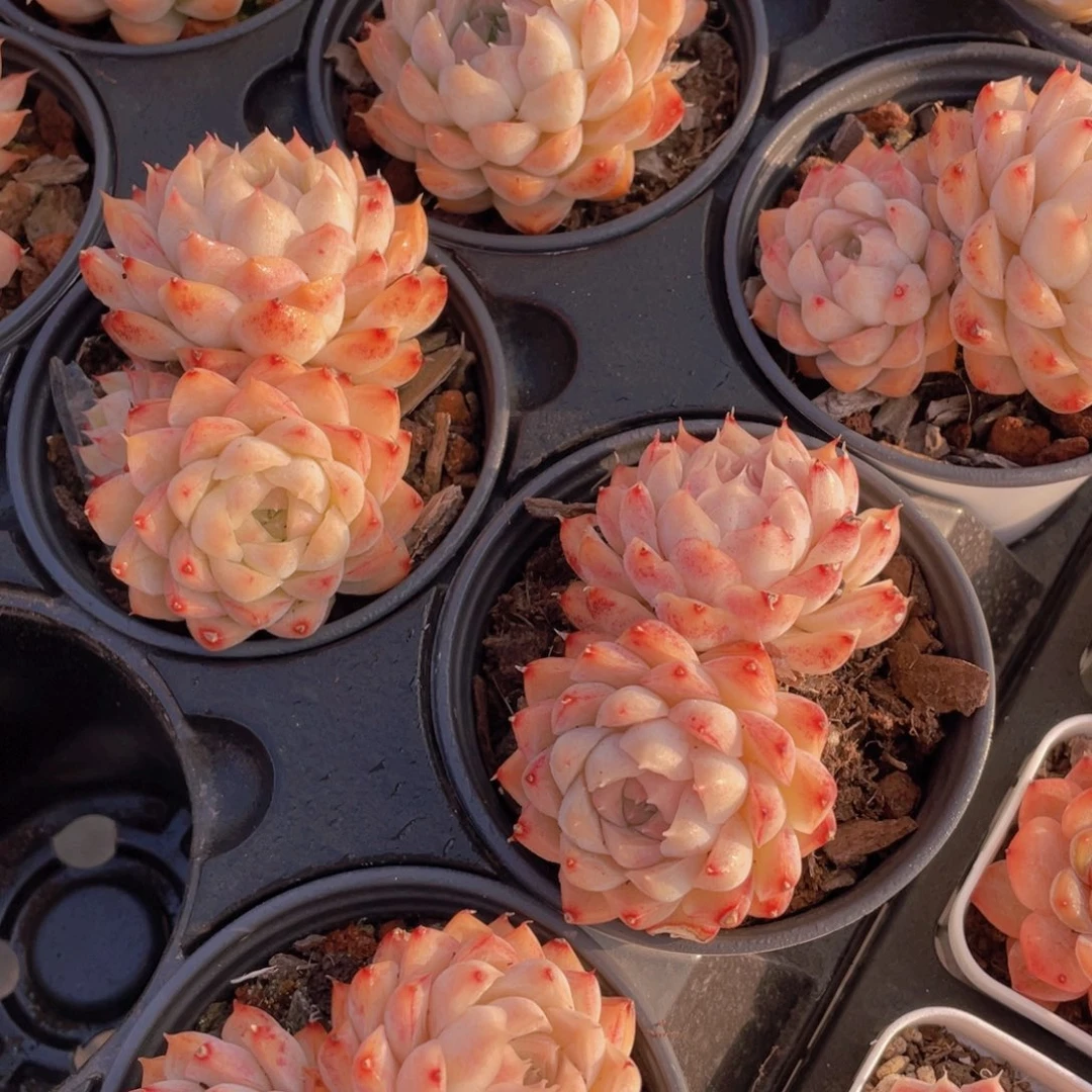 1659号 全状态桃熏女王双头起一个