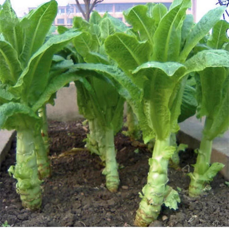 四季莴笋种子青皮香尖挂丝红莴笋种子原装蔬菜种子大全菜种子批发