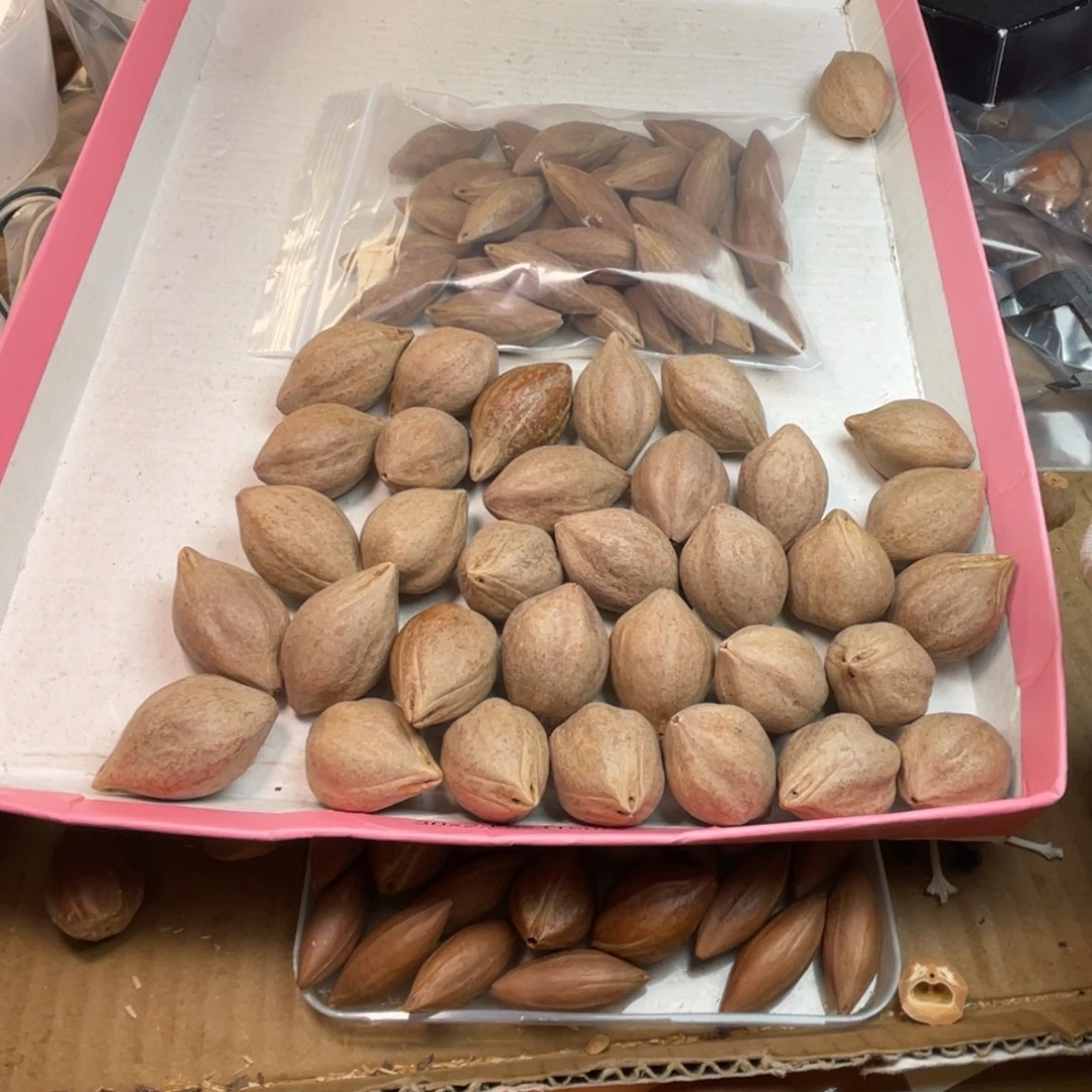 博***堂手串/手链橄榄核1