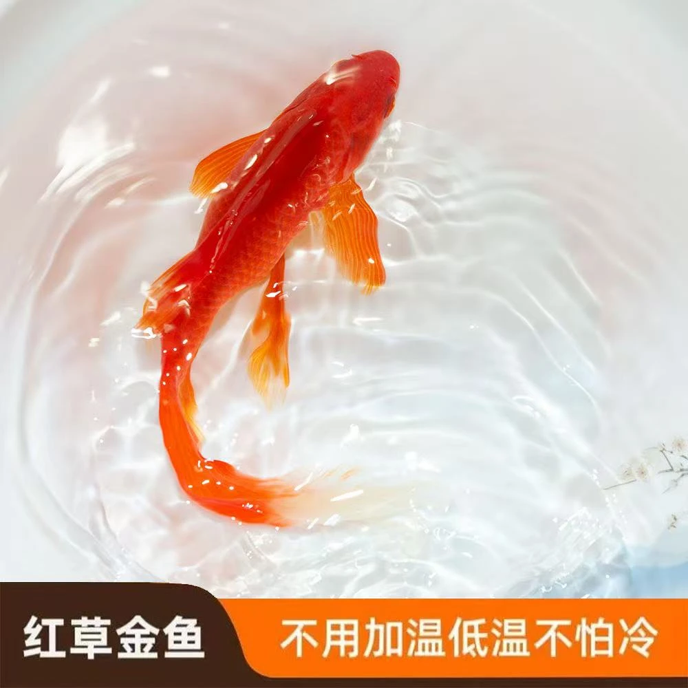 11条超大尺寸7-10厘米火焰红草金鱼冷水观赏鱼新手好养耐活包邮