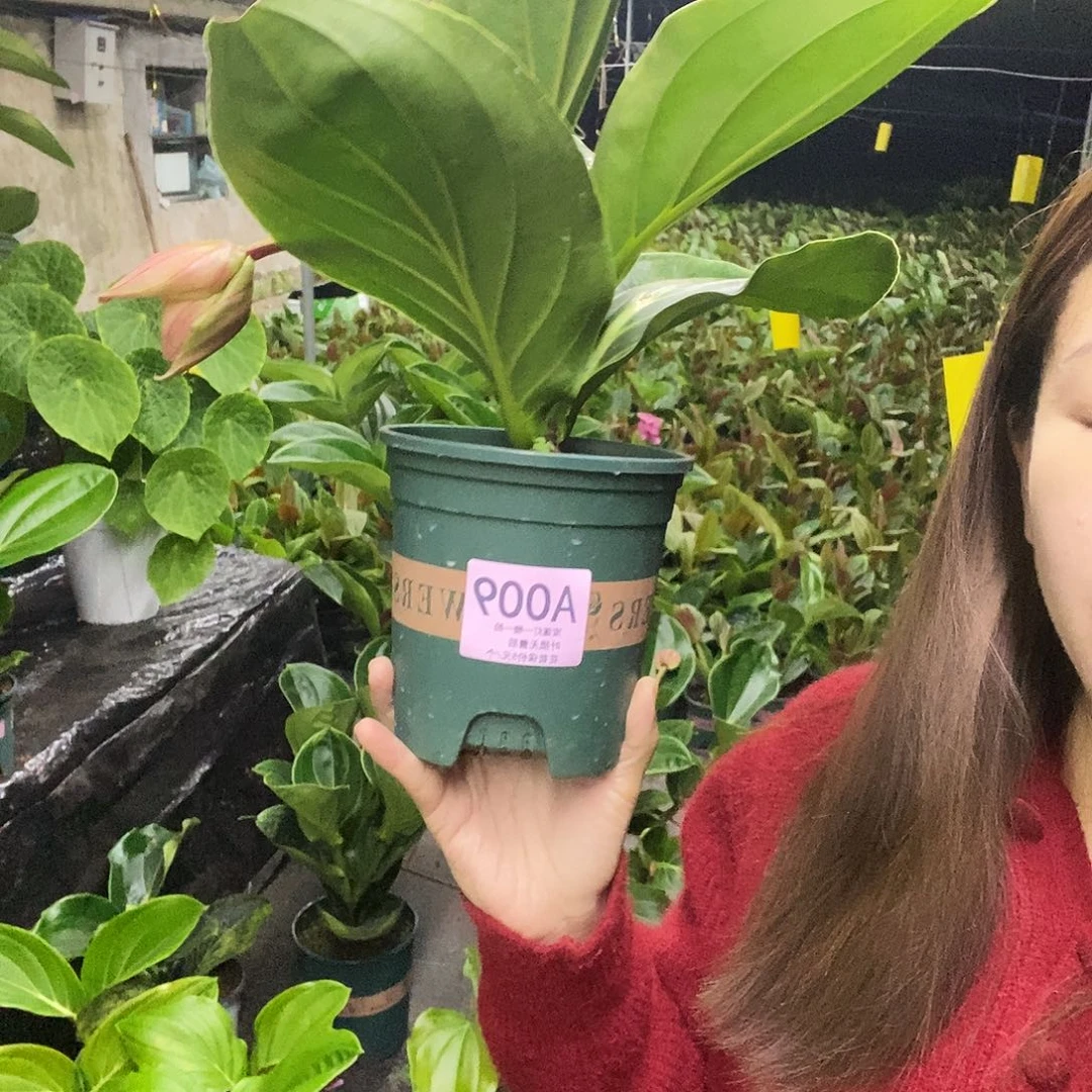 木本植物福**笑木本花卉009叶损