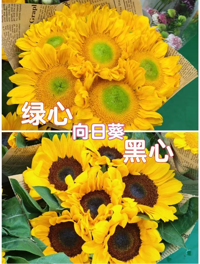 鲜花【向日葵】云南直发 同地址两单以上顺丰/德邦+送10包保鲜剂