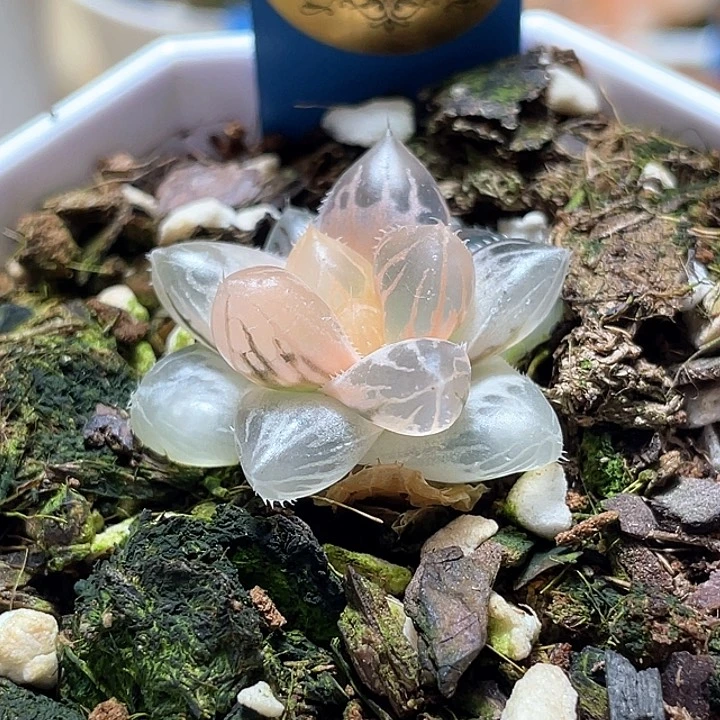 593糊斑龙爪锦一物