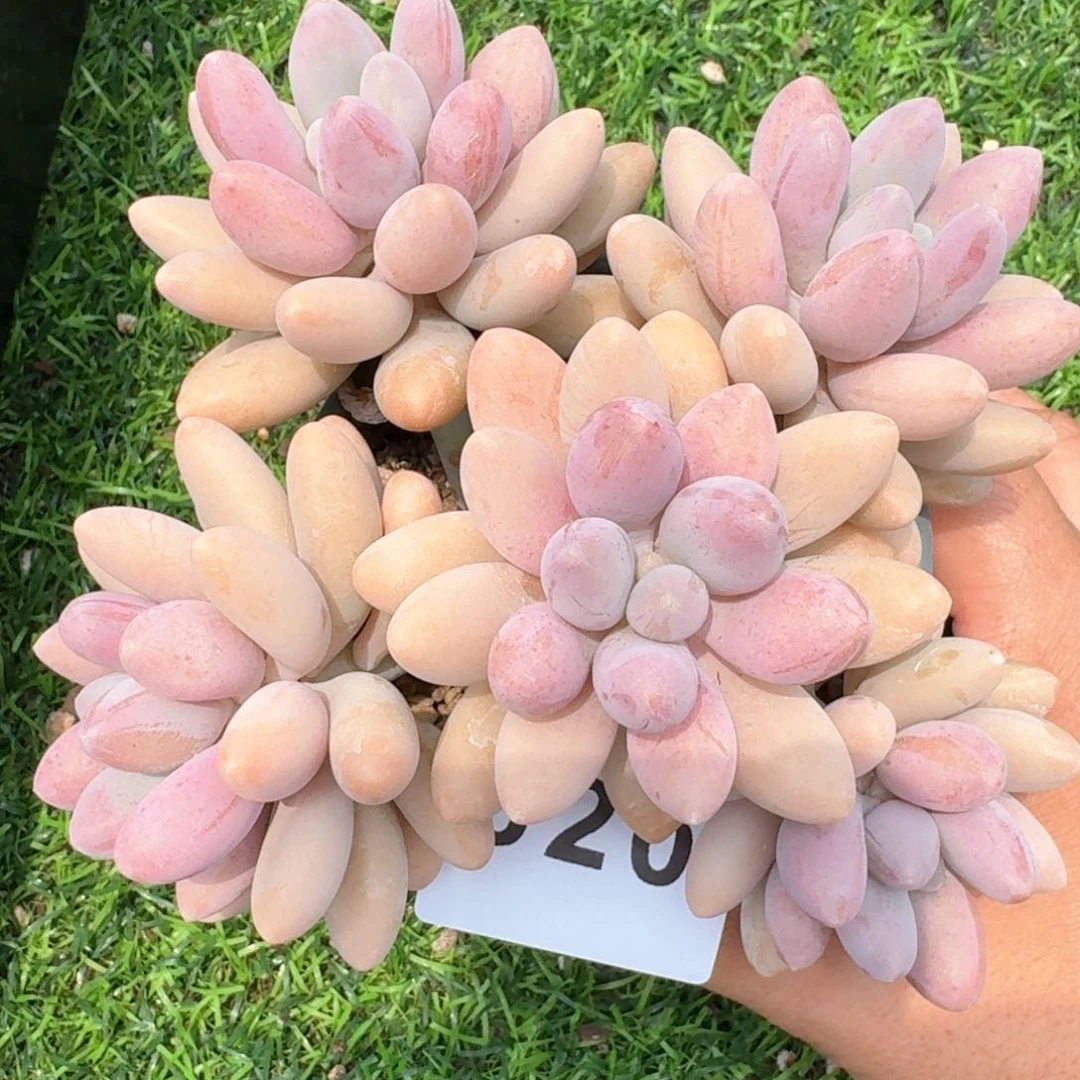 粉色恋人群生         多肉植物
