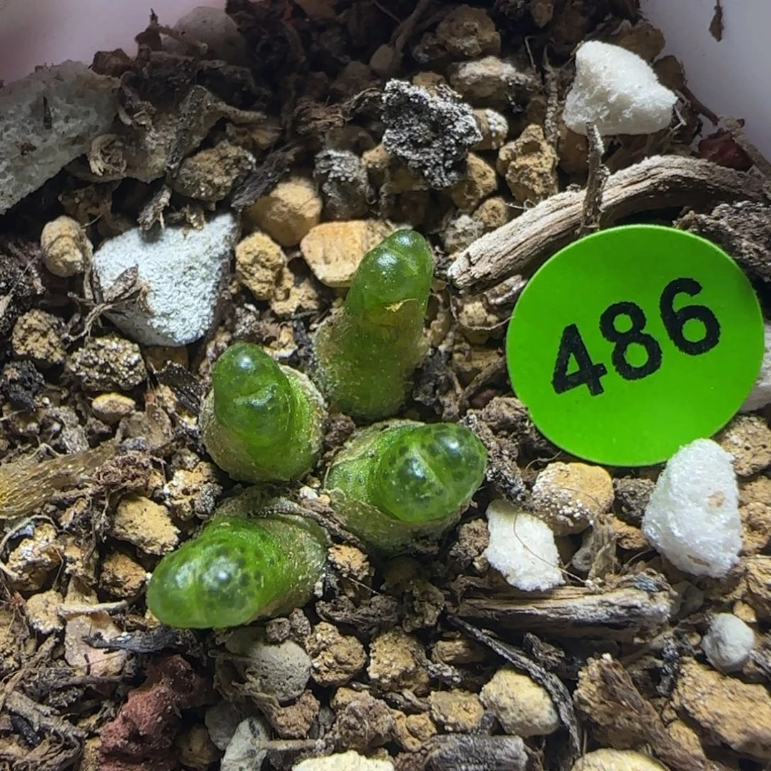 小葫芦群多肉植物486