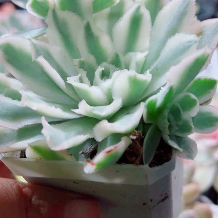 紫蝴蝶锦多肉植物1785