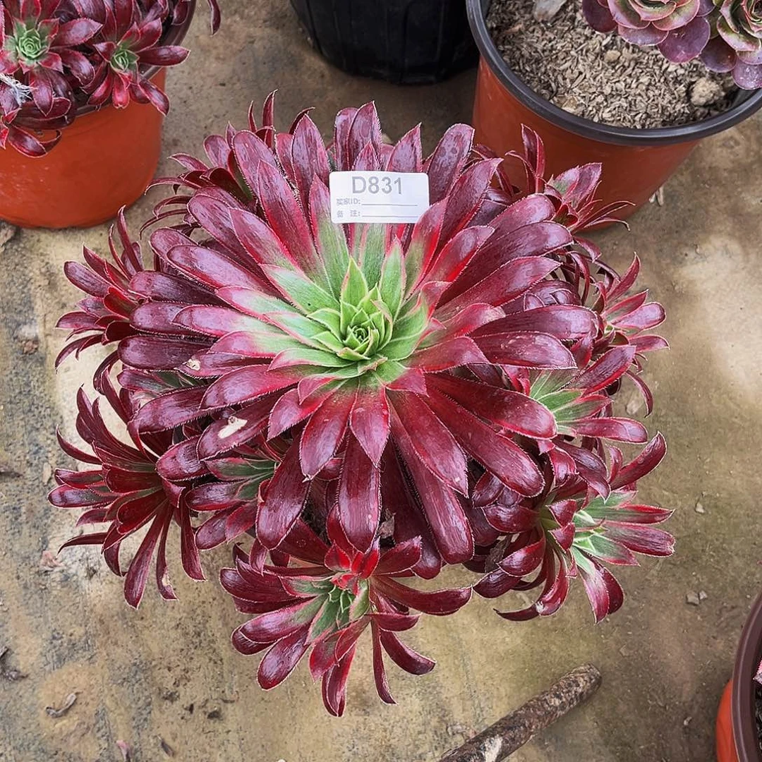 多肉植物831孔雀锦