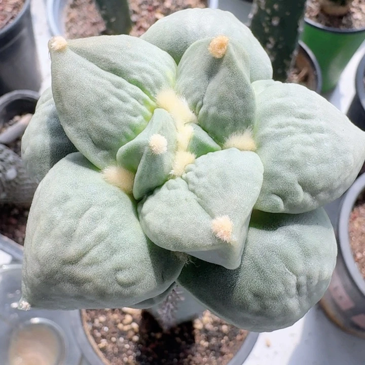 丸叶青瓷苗接仙人球6.6