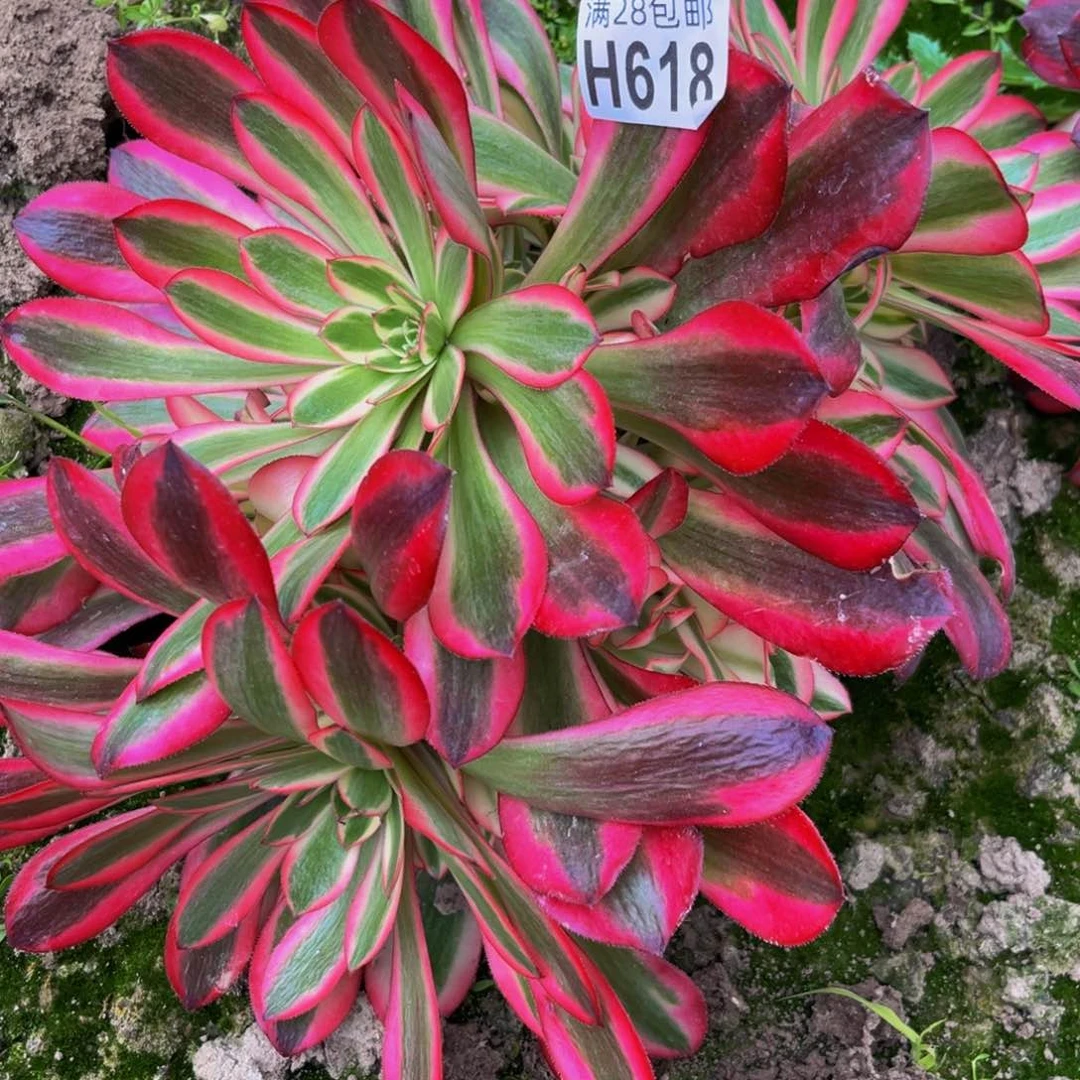 618多肉植物一物一拍