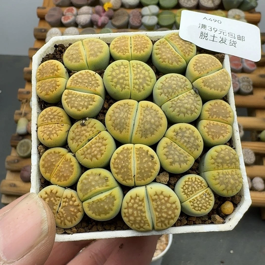 490多肉哈哈哈哈哈哈哈哈