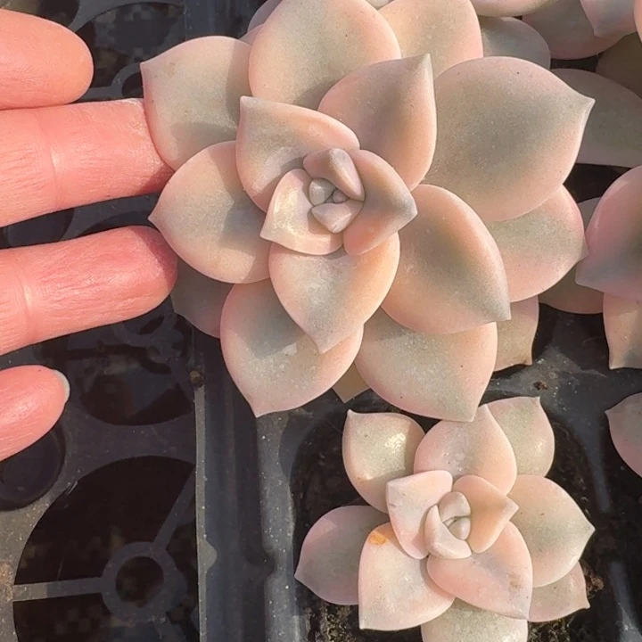 粉紫乐锦一物一拍