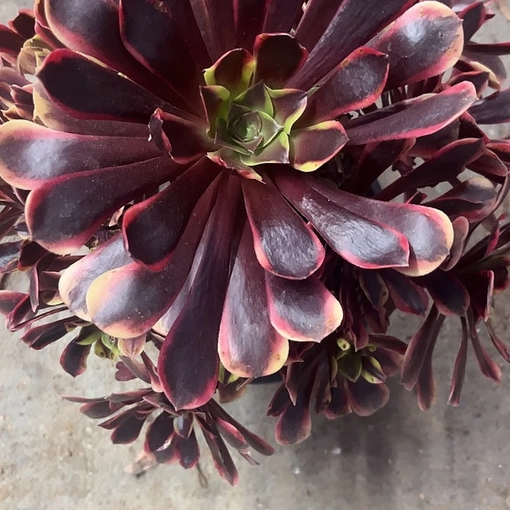 多肉植物欧嘉莉锦……