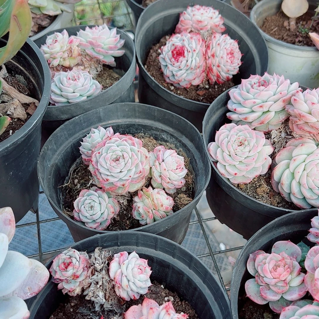 天鹅绒三盆特价精品