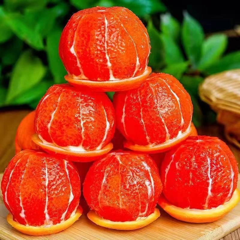 正宗高纯度高甜度红心冰糖橙苗褚橙云冠盆栽地栽甜橙果树苗橘子