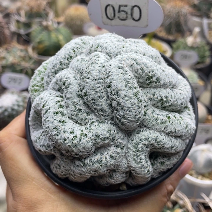 姬春星缀化       自根