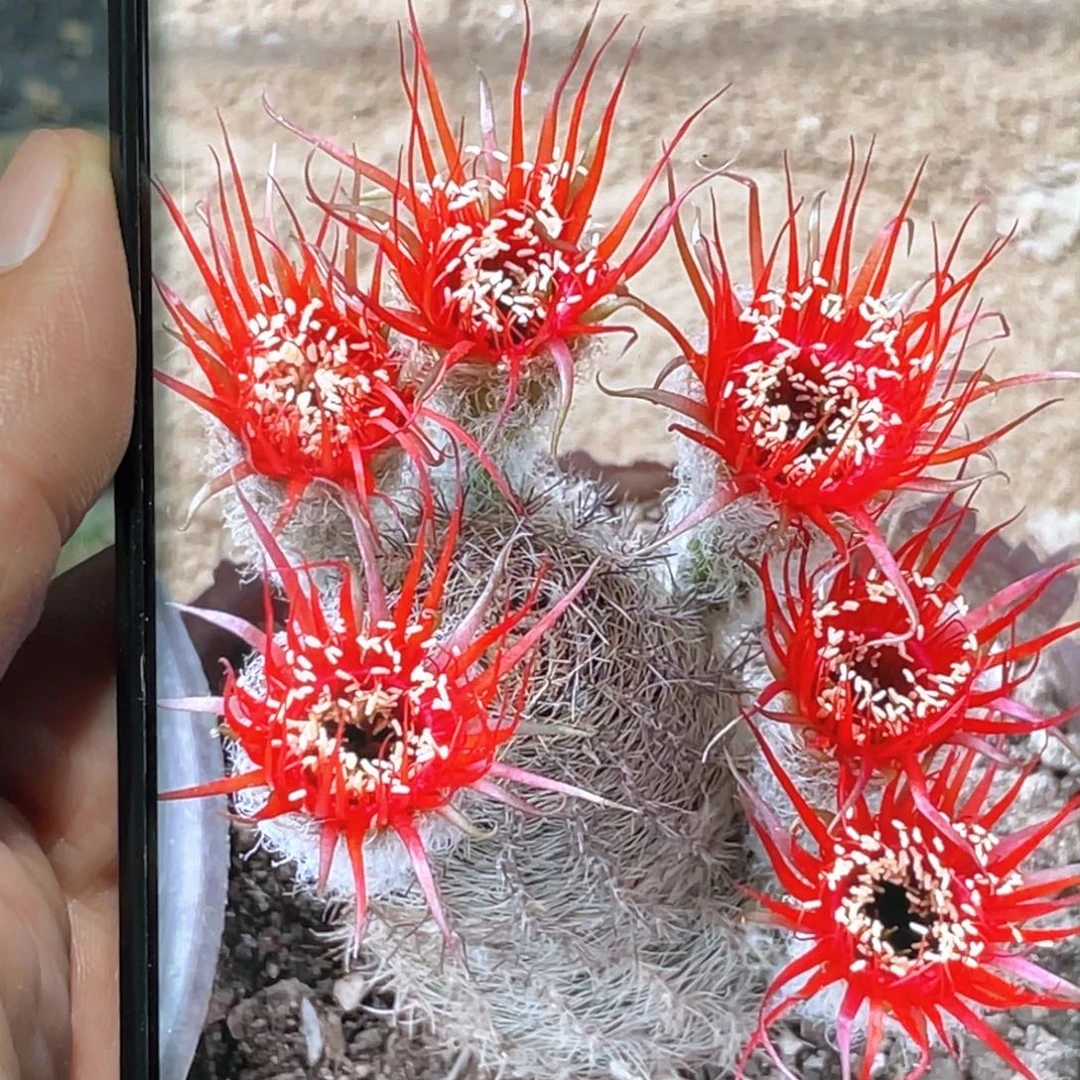 丽红 赖之星侧芽 歪 满20包邮高8公分