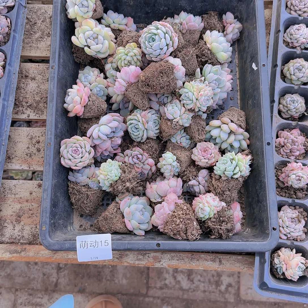 直播一物一拍多肉15