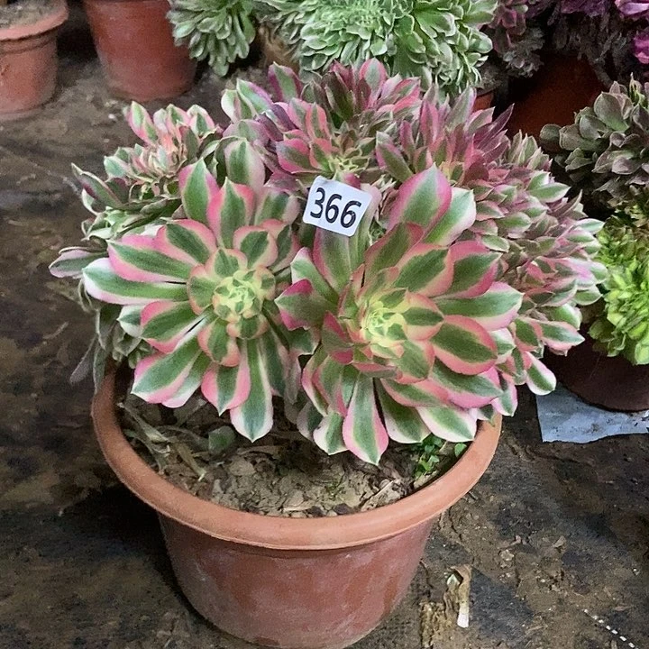 366粉女巫老庄缀化特价