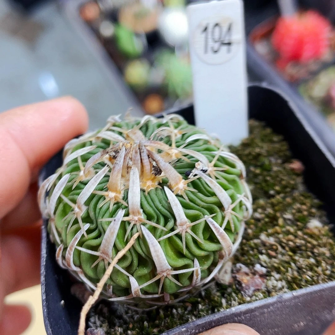 非偏远地区满25包邮仙人球